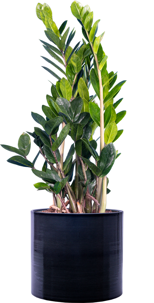 Zamioculcas | ZZ Plant | 8