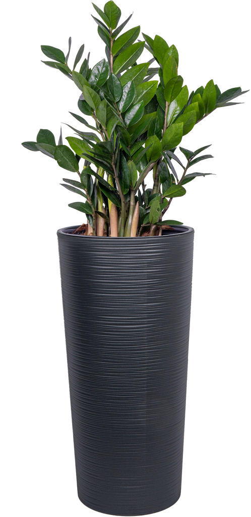 tall planter zz plant Zamioculcas | ZZ Plant | 10" Pot | Easy Care Houseplant