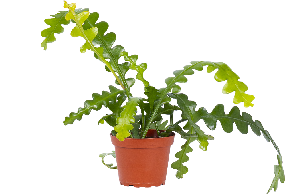 Anthonyanus, Fishbone Cactus (S), Jacques
