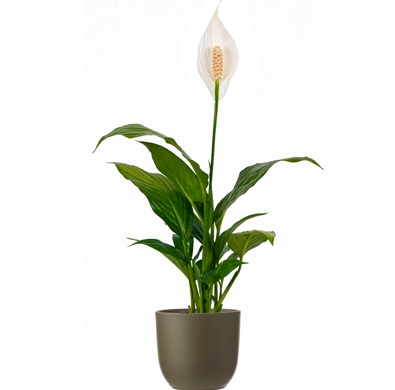 Peace Lily | Spathiphyllum (S)
