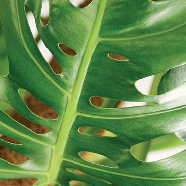 How to care for a Monstera | Swiss Cheese plant