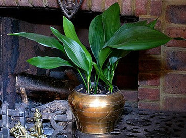 How to care for a Aspidistra | Cast Iron plant