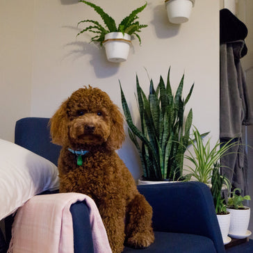 "My home becomes a sanctuary where I can relax in a tropical paradise" - Interview with #PlantsomeParent, Sharf