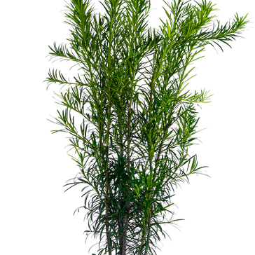 How to care for a Podocarpus | Buddhist Pine plant