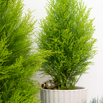 How to care for a Cypress tree