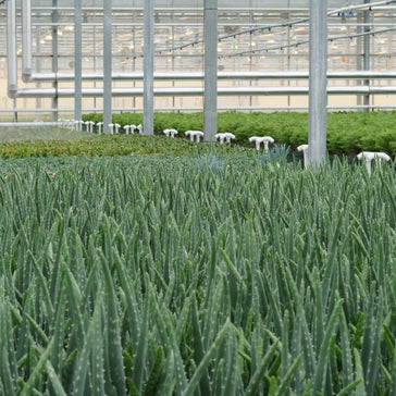 Therapeutic Plants for your Home