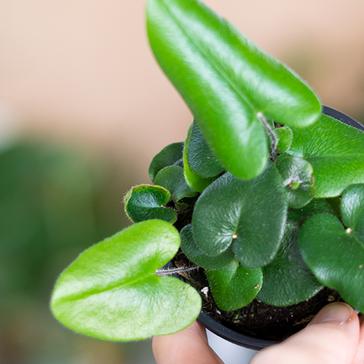 How to care for a Heart Fern