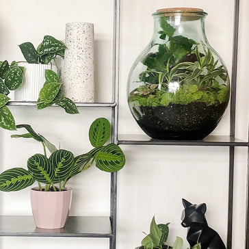 How to build your own DIY Terrarium