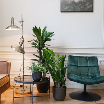 Reading and seating area with fun house plant décor