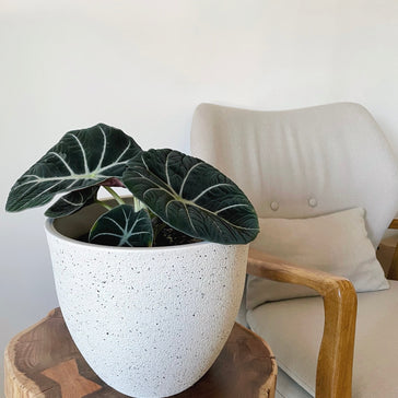 Tips to make sure your Alocasias #Thrive