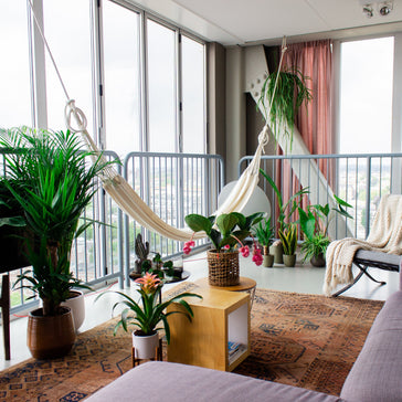 The most amazing XL plants to spruce up your home