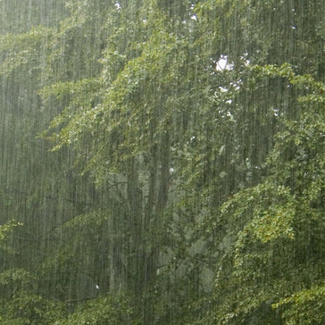 When and how much to water your plants?