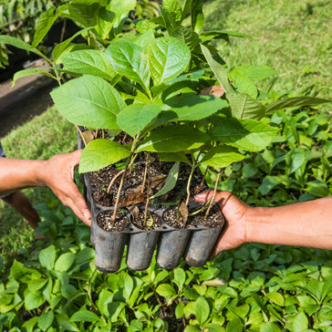 Support the Real Amazon: Plantsome partners with One Tree Planted to help plant trees across the Amazon Rainforest