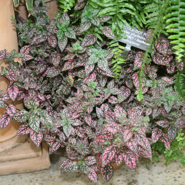 How to care for a Hypoestes | Polka Dot Plant
