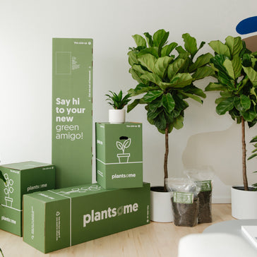 Leaf Us Alone: The Chronicles of Tropical Houseplants That Strive to Be Easy in 2024
