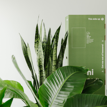 Battling the Winter Weather: How We Deliver Your Houseplants Safely