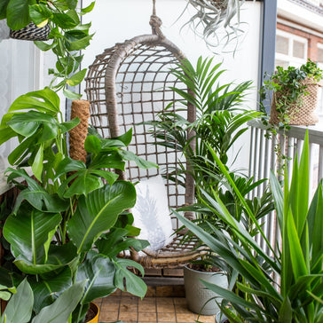 5 tips for your plants to survive the heat