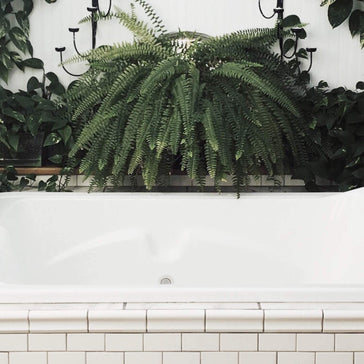 The 8 best plants for your bathroom