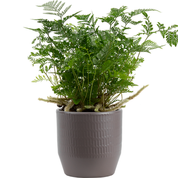 How to care for a Rabbits Foot Fern