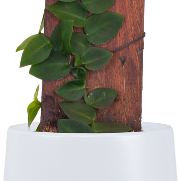 How to care for a Shingle Plant