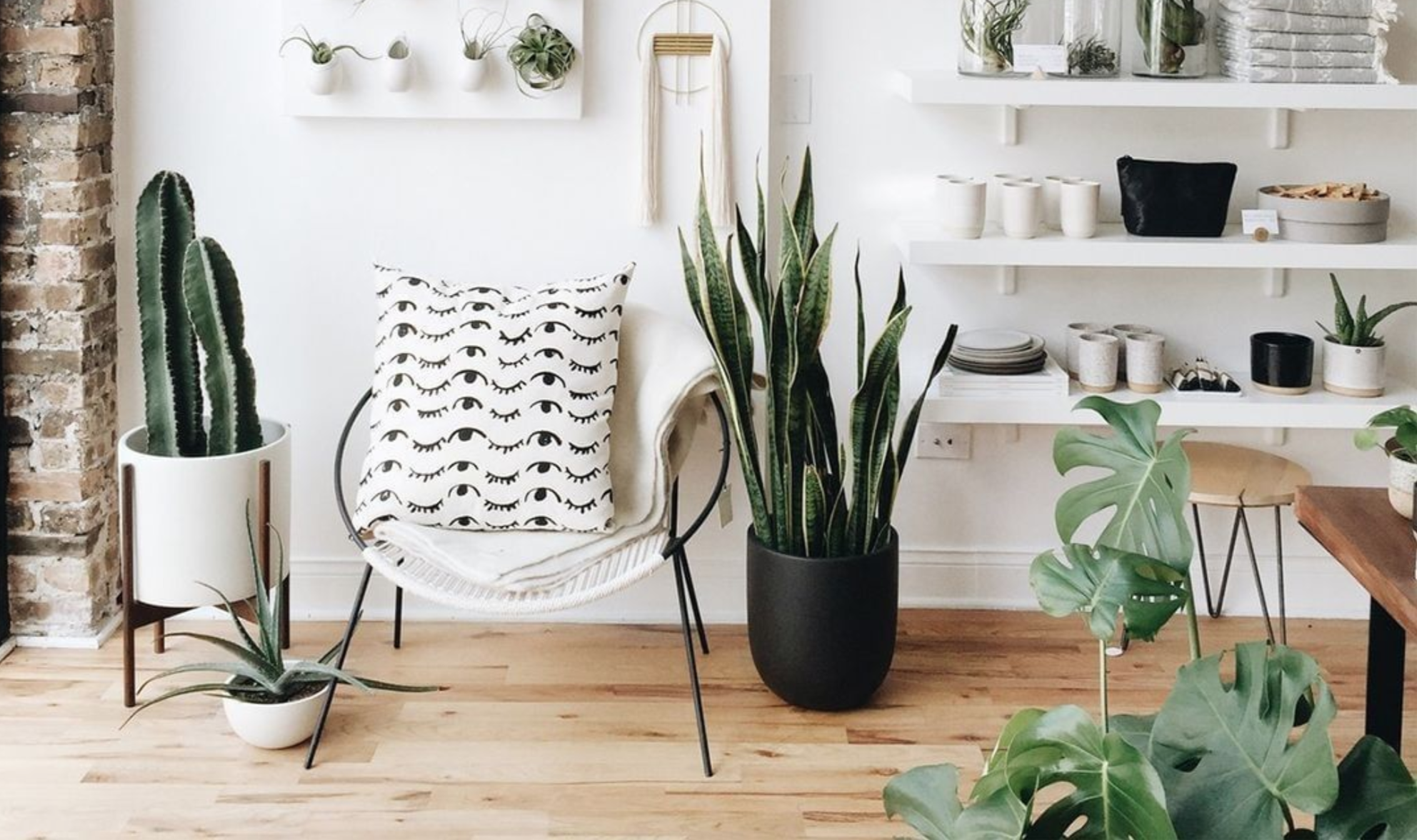 The 7 easiest houseplants to care for