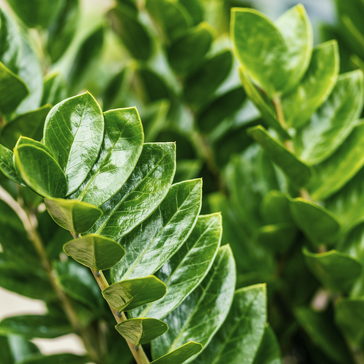 #PlantSpotlight: Zamioculcas | ZZ Plant | Luke