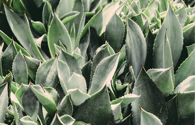 Plant Spotlight: Aloe (ft. Haworthia)