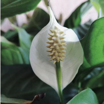 Plant Spotlight: Peace Lily