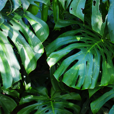 Plant Spotlight: Monstera