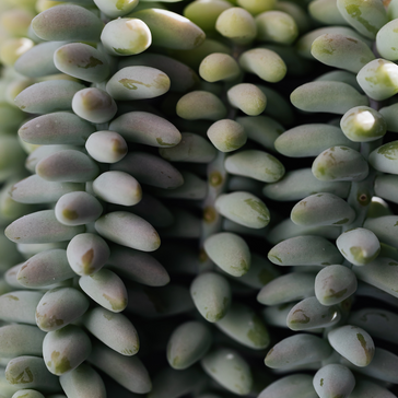 Plant Spotlight: Sedum