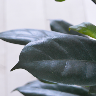 Fertilizer 101: A Guide On Feeding Your Indoor Plants