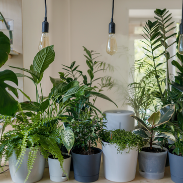 The Art of Re-potting