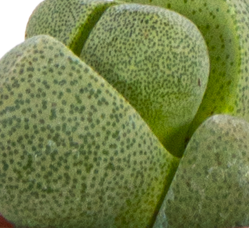 How to care for a Mimicry plant