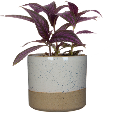 How to care for a Persian Shield plant