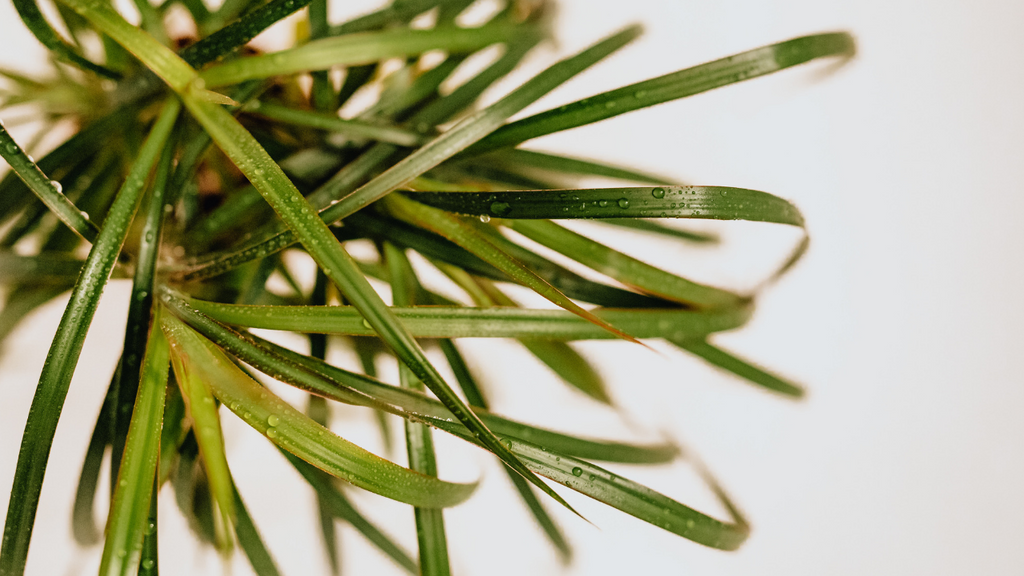 Why are my plant's leaves turning brown?