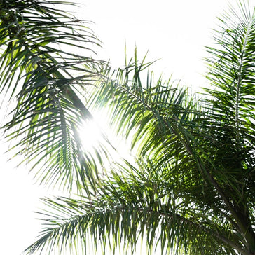How to care for a Chamaedorea Seifrizii | Reed Palm plant