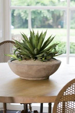 How to care for an Agave