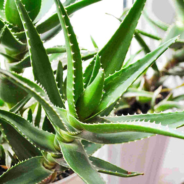How to care for an Aloe Vera plant