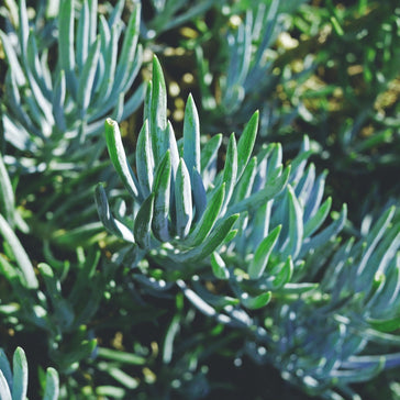 How to care for a Senecio Plant