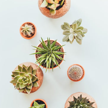 How to care for a Faucaria Tigrina | Tiger Jaws plant