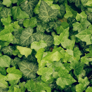 How to care for a Hedera Ivy plant