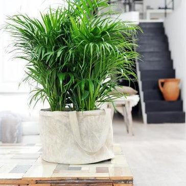 How to care for an Areca palm