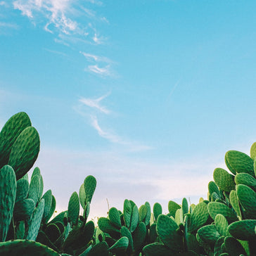 How to care for an Opuntia Cactus