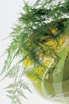 How to care for an Asparagus Fern plant