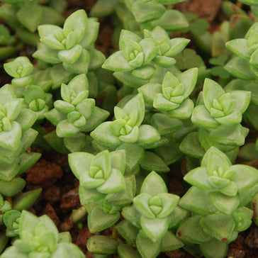How to care for a Crassula Jade plant