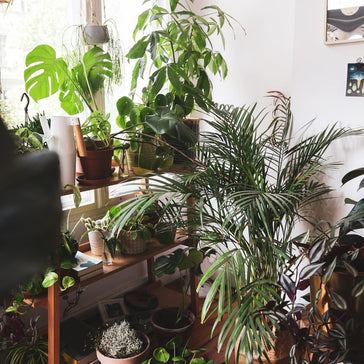 How to care for a Pilea Spruceana plant