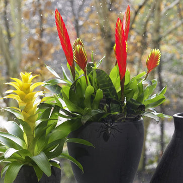 How to Care for a Bromelia plant