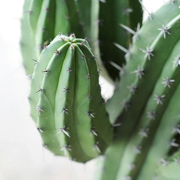 How to care for an Euphorbia Cactus