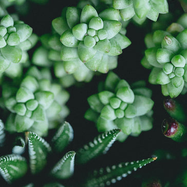 How to care for a Sedum Succulent plant