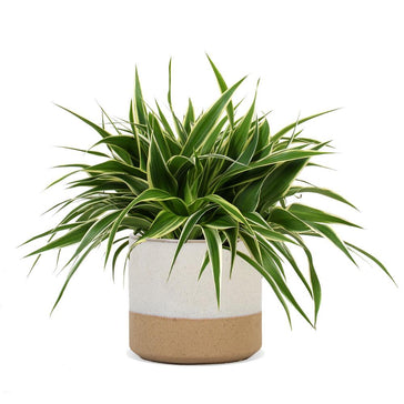 How to care for a Chlorophytum (Spider plant)